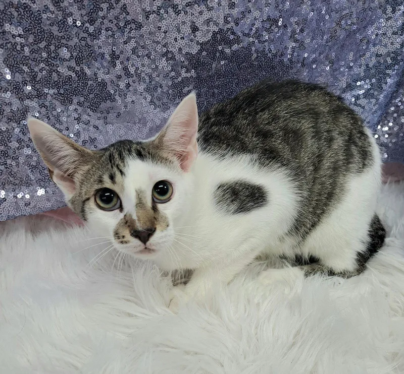 A young medium-sized male Domestic Short Hair cat named Noah for adoption in Clarkesville, GA