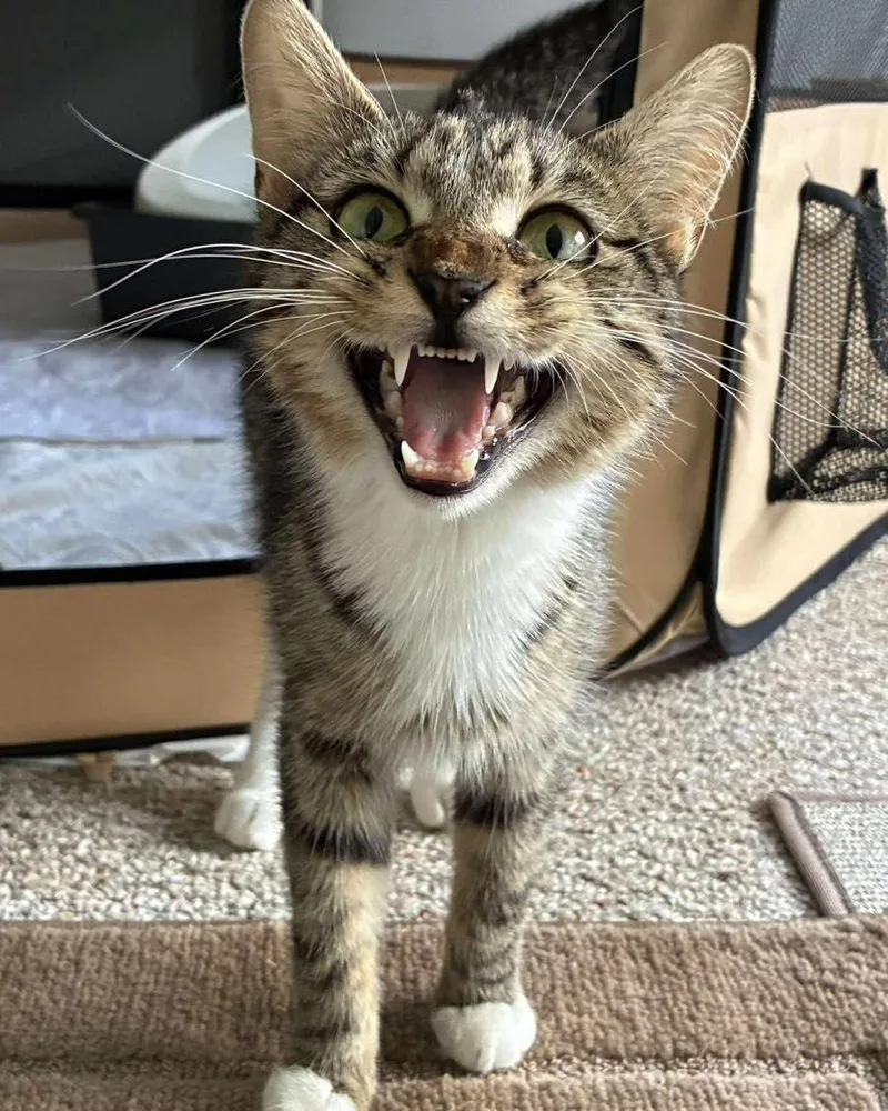 An adult medium-sized female Tabby (Buff / Tan / Fawn) Tabby cat named Acadia for adoption in Norwich, CT