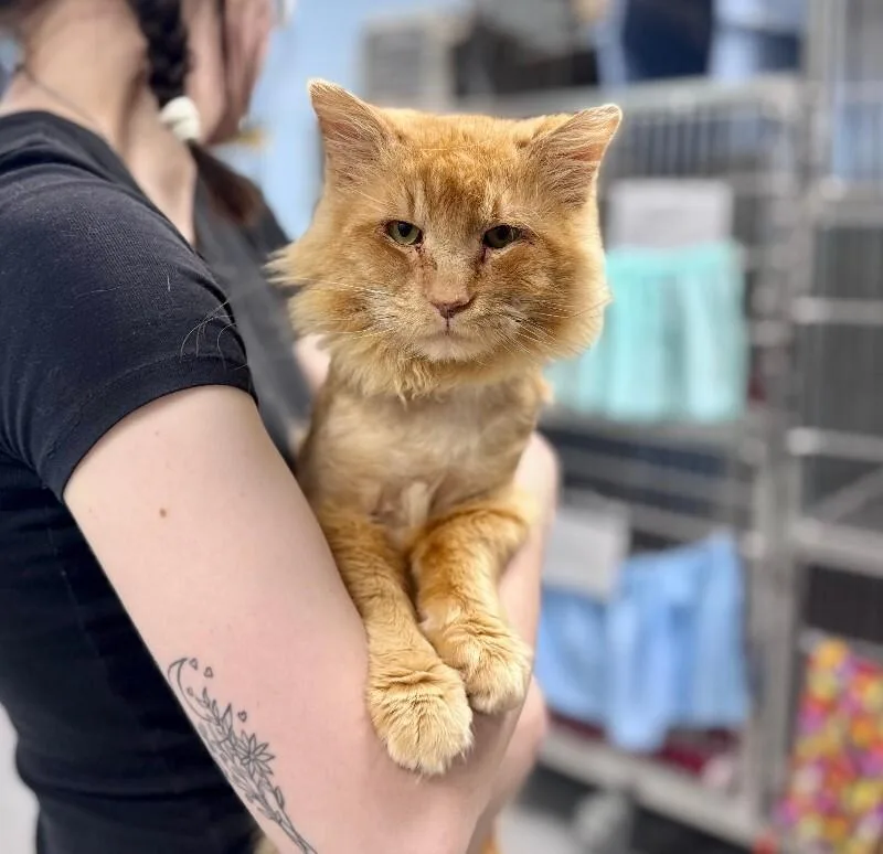 An adult medium-sized male Tabby (Orange / Red) Domestic Long Hair cat named Boone for adoption in Wooster, OH
