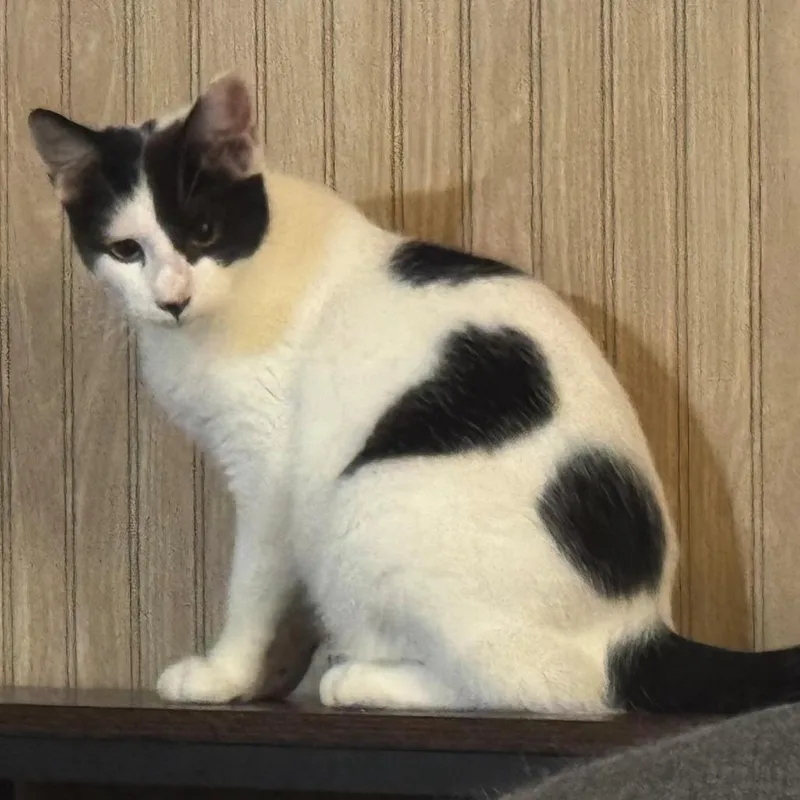 A baby medium-sized male Domestic Short Hair cat named Toodles for adoption in San Antonio, TX