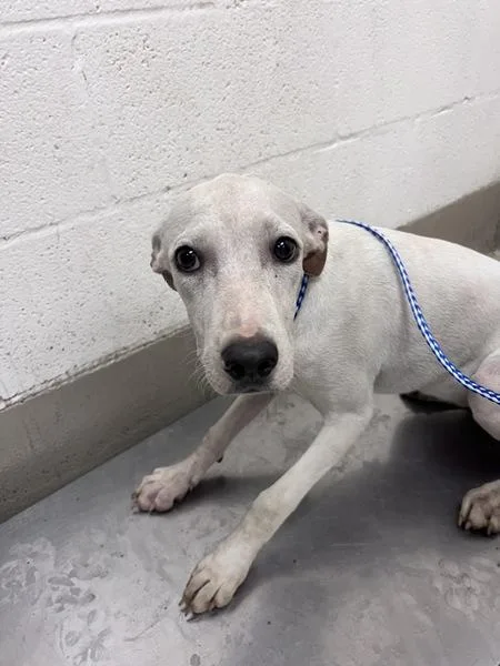 A young large-sized female Pit Bull Terrier dog named Opal for adoption in Austin, TX