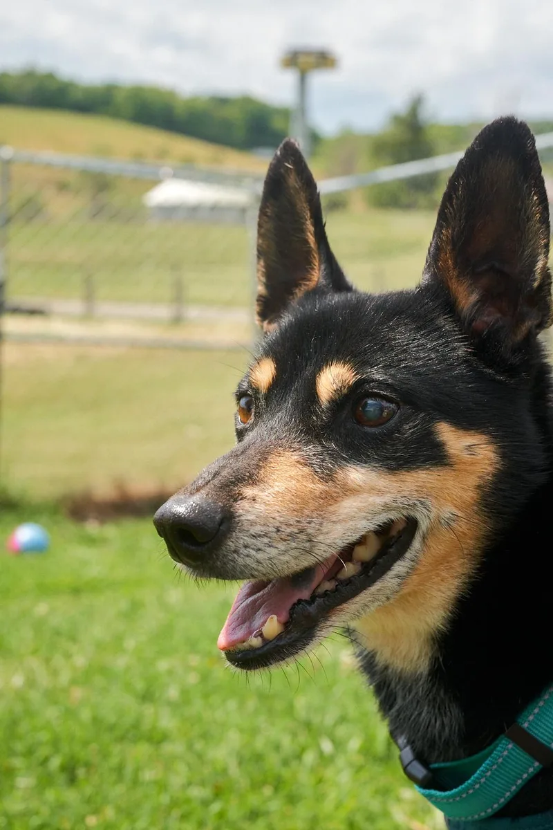 Ringo