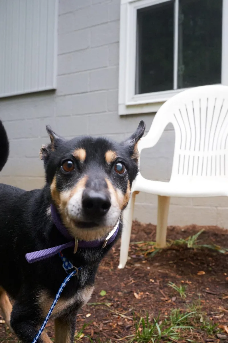 Ringo thumbnail 3