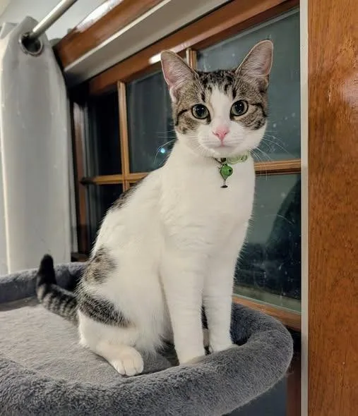 A baby small-sized female American Shorthair cat named Olivia Dean for adoption in Kettering, OH