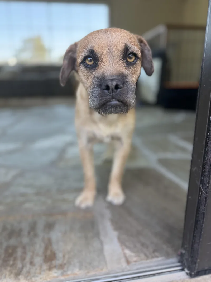An adult small-sized female Mixed Breed dog named Pepper for adoption in Burbank, CA