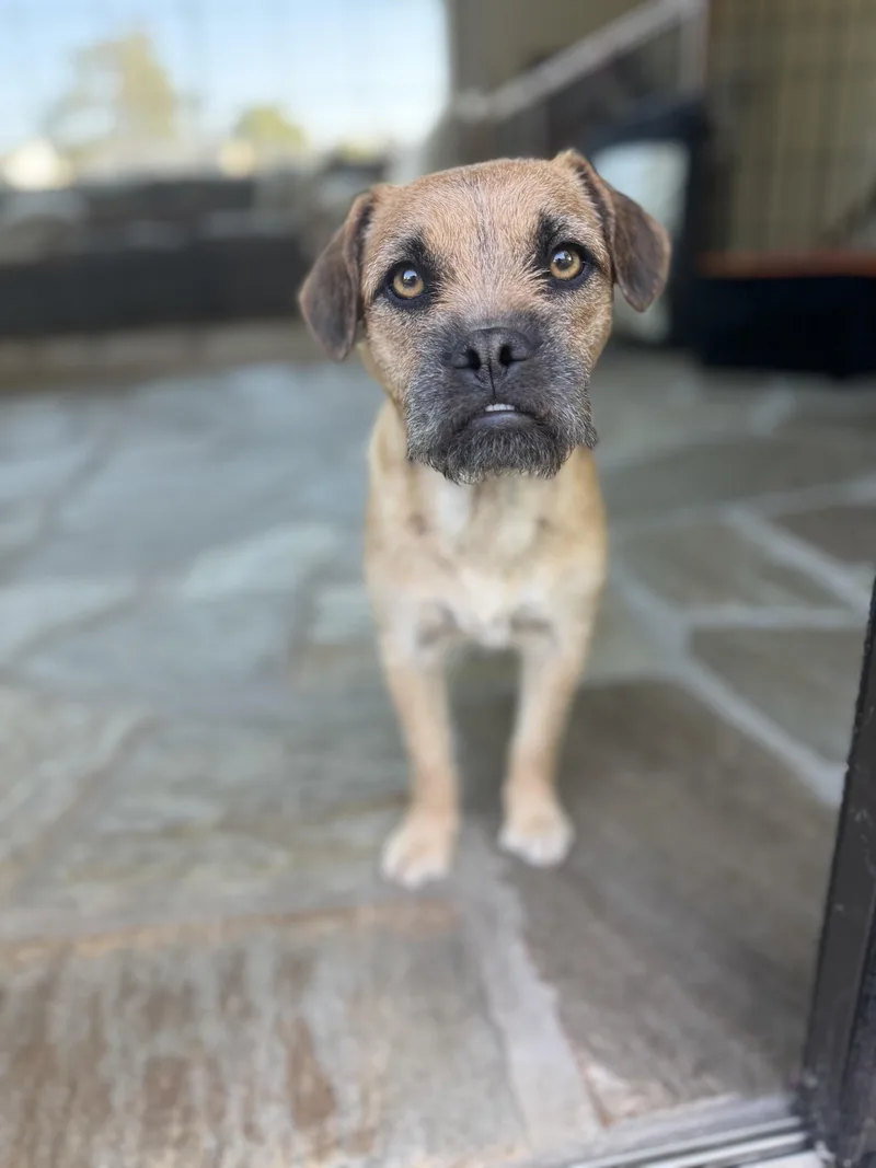 Pepper thumbnail 3