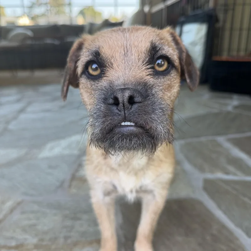Pepper thumbnail 4