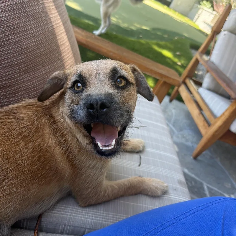 Pepper thumbnail 5