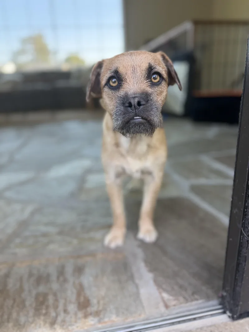 Pepper thumbnail 6