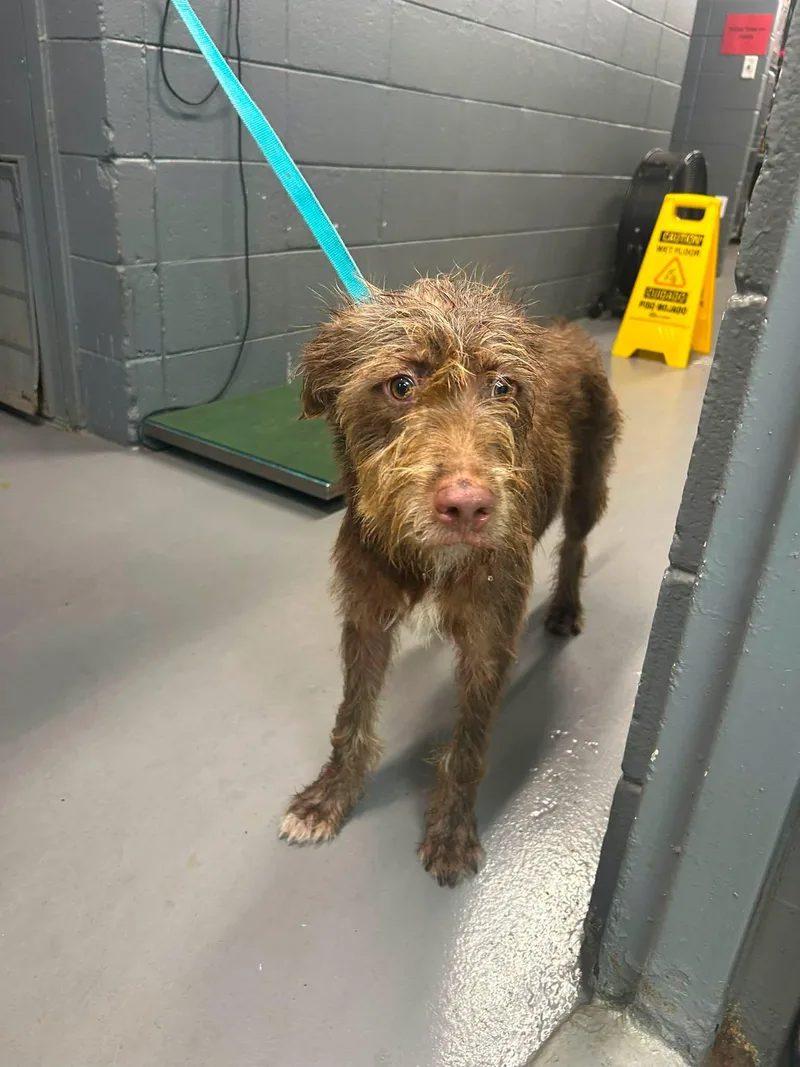 A young medium-sized male Brown / Chocolate Wirehaired Terrier dog named Weston for adoption in Prichard, AL