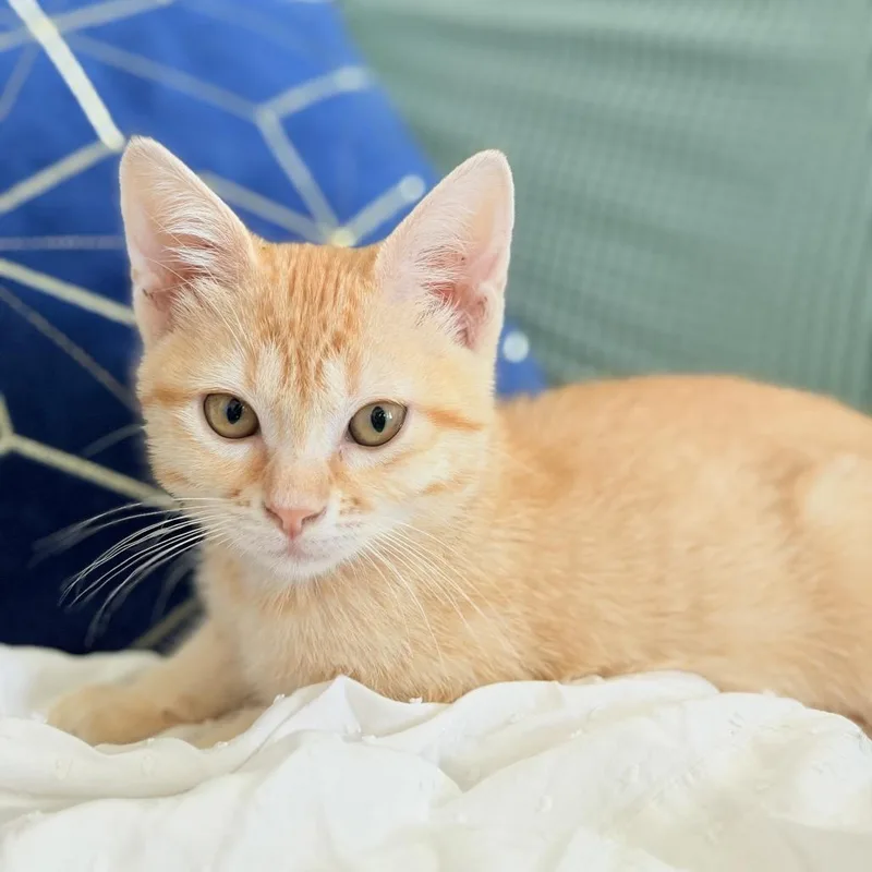 A baby small-sized female Orange / Red Domestic Short Hair cat named Elowen for adoption in Flower Mound, TX