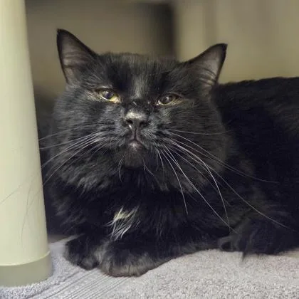 A young large-sized male Domestic Medium Hair cat named Pascal for adoption in Westland, MI