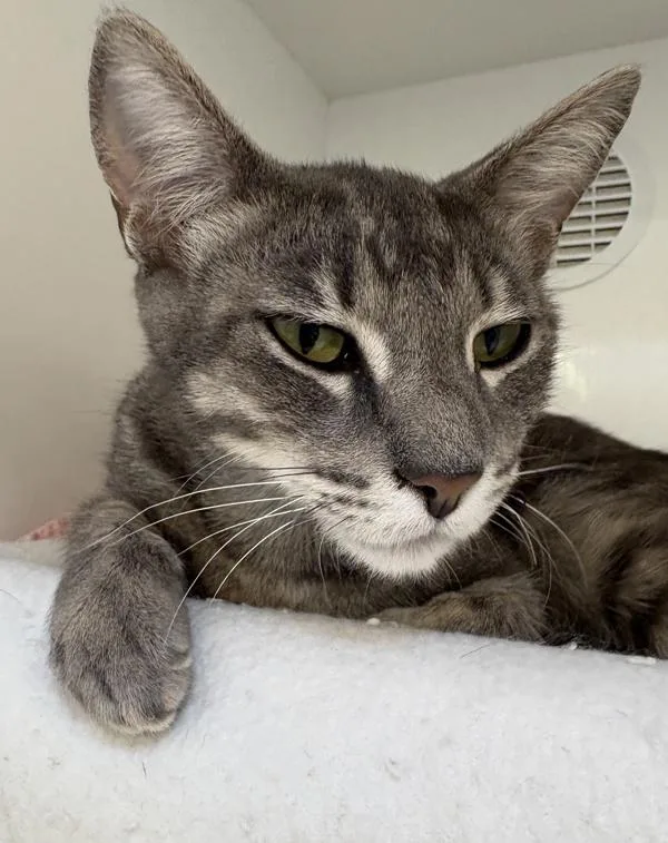 A young small-sized female Domestic Short Hair cat named Rockstar for adoption in San Diego, CA