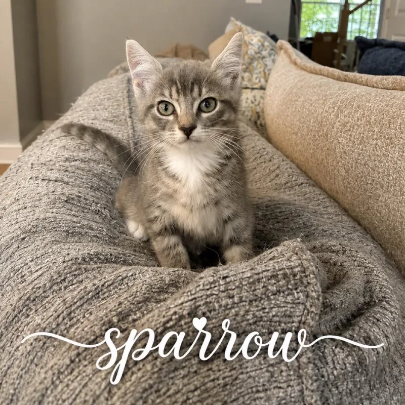 Sparrow
