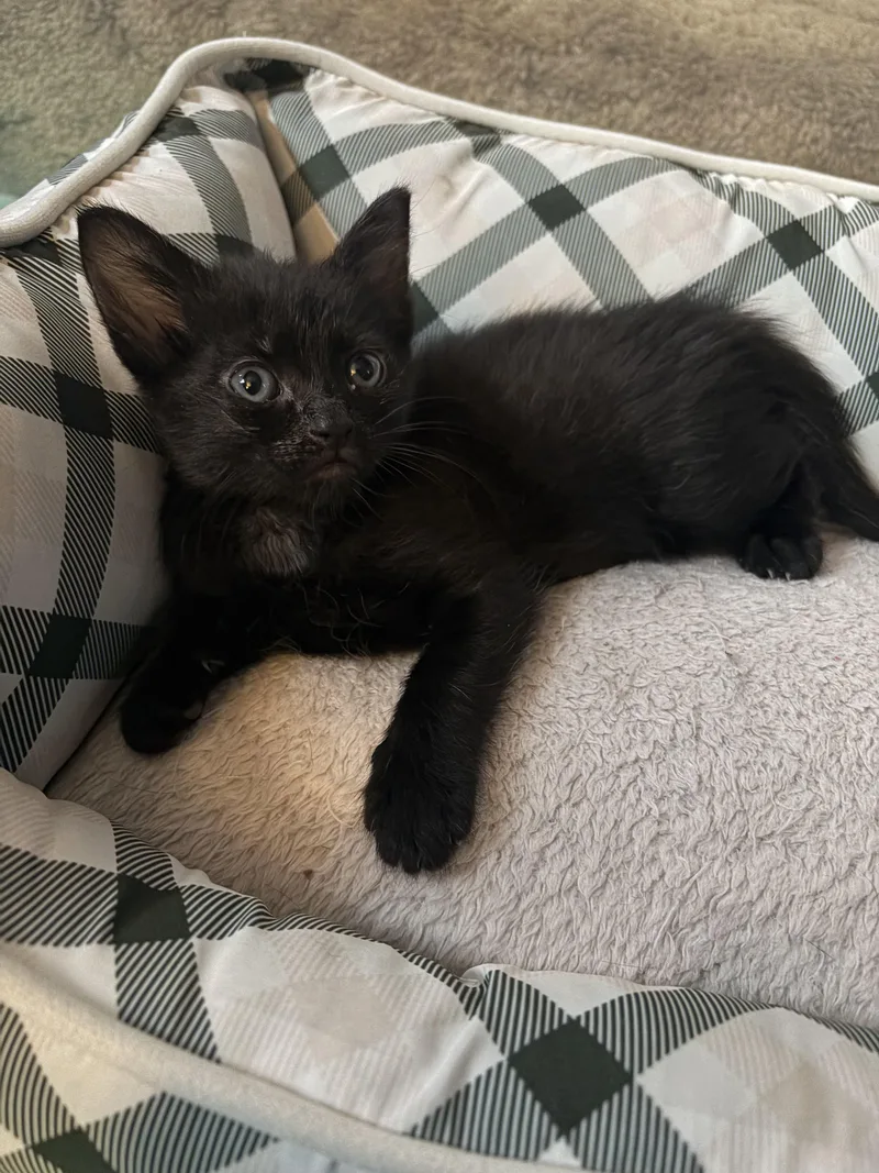 A baby medium-sized male Domestic Short Hair cat named Onyx for adoption in Haddon Heights, NJ