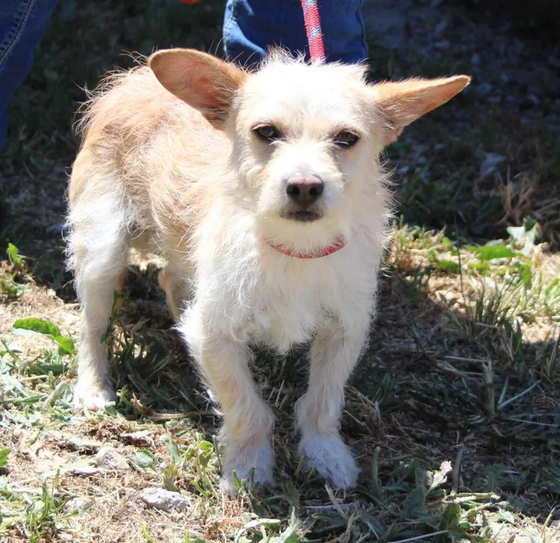 A young small-sized male Terrier dog named Jax for adoption in Vacaville, CA