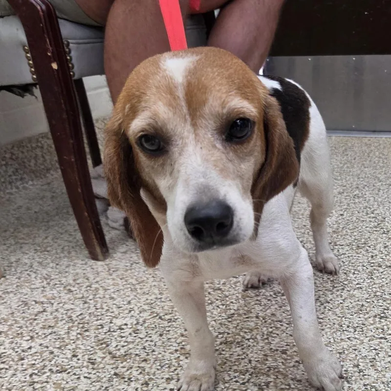 An adult small-sized female White / Cream Beagle dog named CT Rue for adoption in Eastford, CT