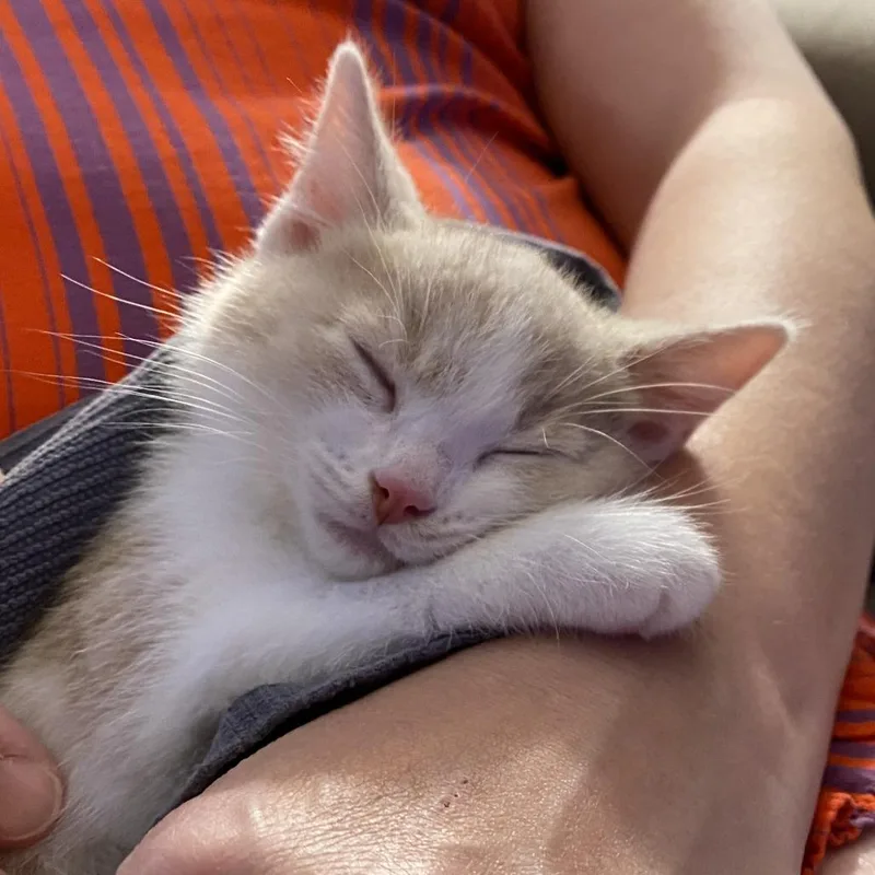 A baby small-sized male Buff / Tan / Fawn Domestic Short Hair cat named Jasper for adoption in Waukesha, WI