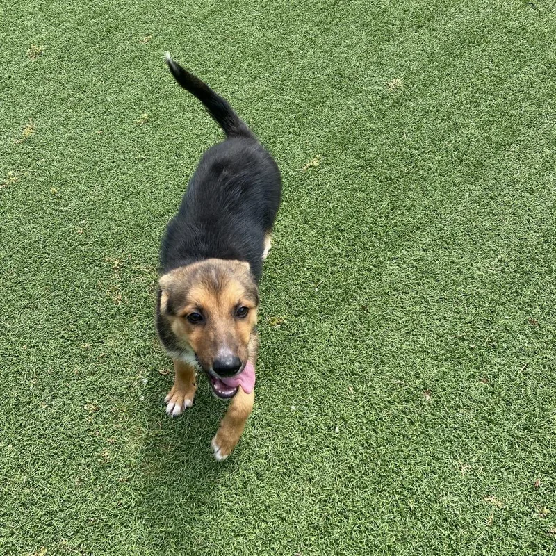Darla