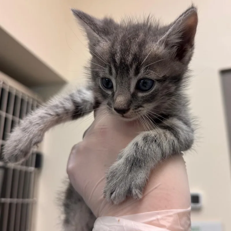 A baby small-sized male Gray / Blue / Silver Domestic Short Hair cat named Ronald McDonald for adoption in Lynchburg, VA