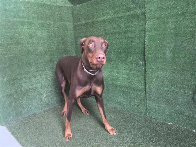 An adult large-sized male Doberman Pinscher dog named Kairo for adoption in Lancaster, CA