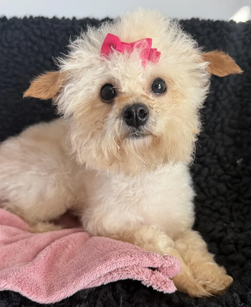 A young small-sized female Apricot / Beige Toy Poodle dog named Twiggy for adoption in Lawrenceville, GA