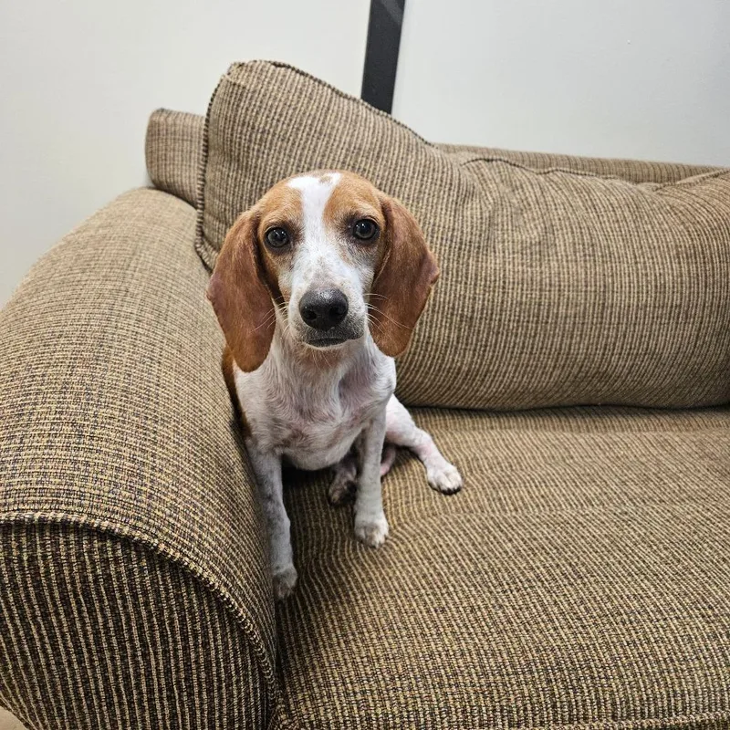 A young small-sized female Yellow / Tan / Blond / Fawn Beagle dog named HCHS Stray for adoption in Hattiesburg, MS