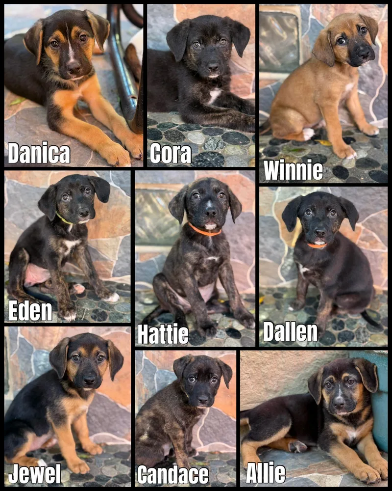 Pit Bull Shepherd Litter