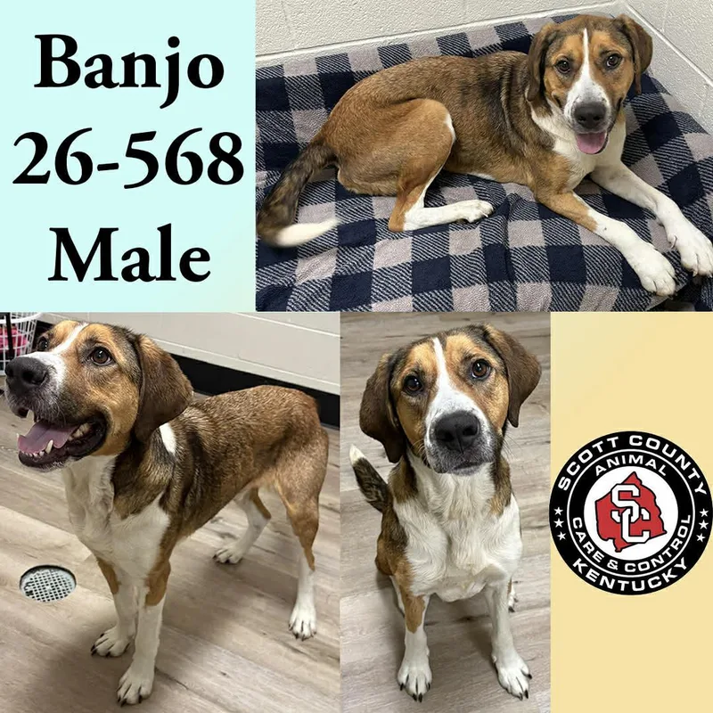 An adult large-sized male Hound dog named Banjo for adoption in Georgetown, KY