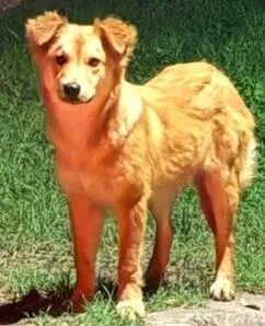 An adult medium-sized female Mixed Breed dog named Pringles for adoption in Dallas, TX