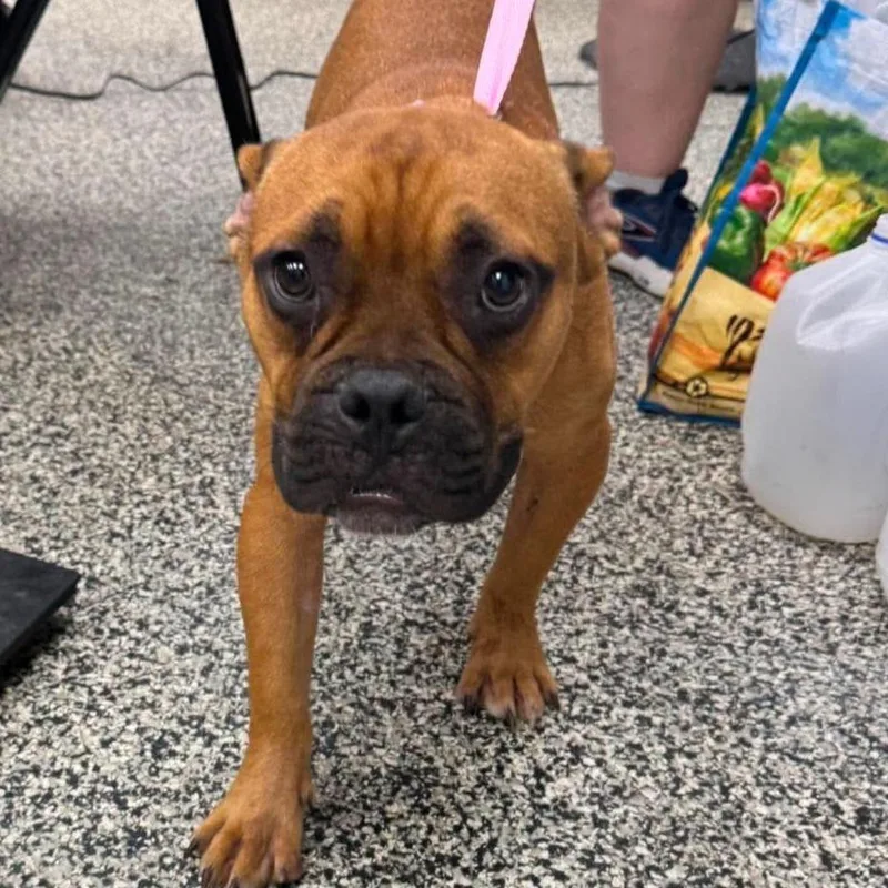 A young medium-sized male Brown / Chocolate Mixed Breed dog named Sokka for adoption in Fredericksburg, VA