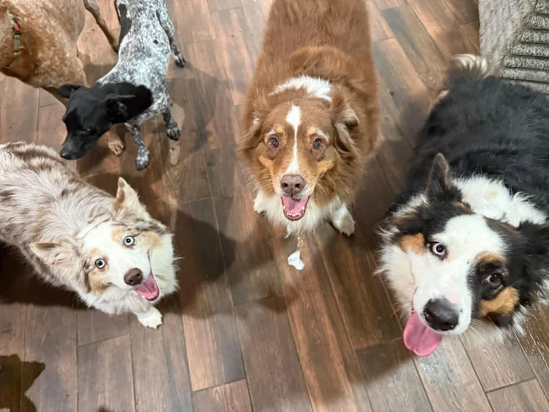 An adult medium-sized female Australian Shepherd dog named Sailor for adoption in Houston, TX