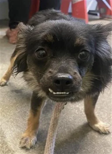 A young large-sized female Chihuahua dog named Cher for adoption in Sacramento, CA