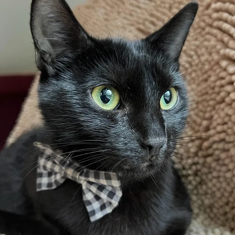 An adult medium-sized female Domestic Short Hair cat named Sweet Pea for adoption in Honeoye, NY