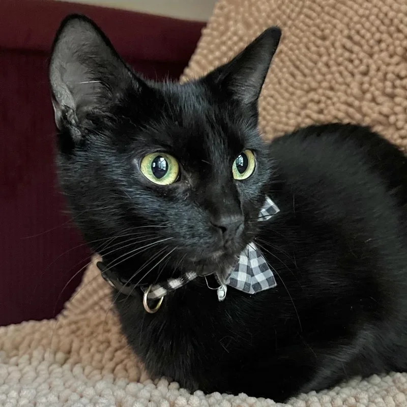 Sweet Pea thumbnail 2