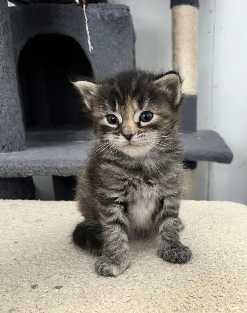 A baby small-sized female Dilute Tortoiseshell Dilute Tortoiseshell cat named Trout for adoption in Paulina, LA