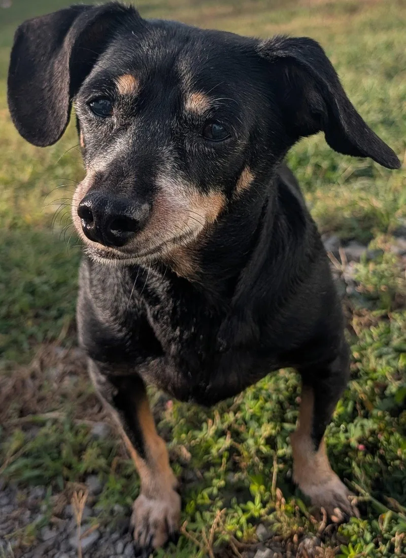 A senior small-sized male Dachshund dog named Otto in NC for adoption in Shelbyville, TN