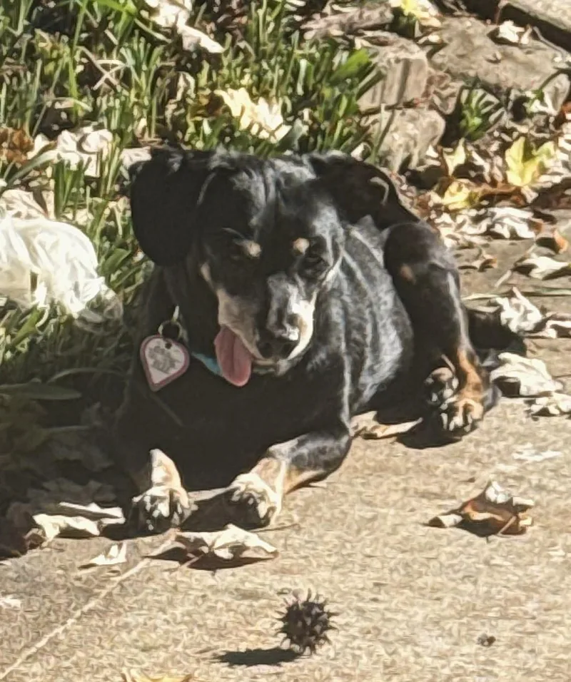 Otto in NC thumbnail 2