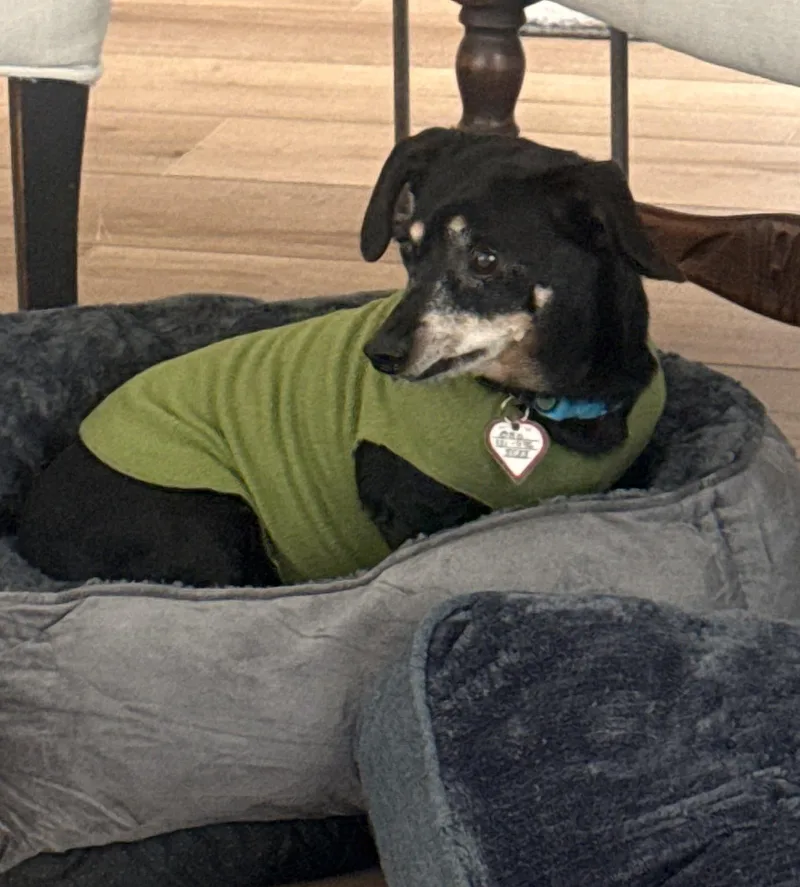 Otto in NC thumbnail 6