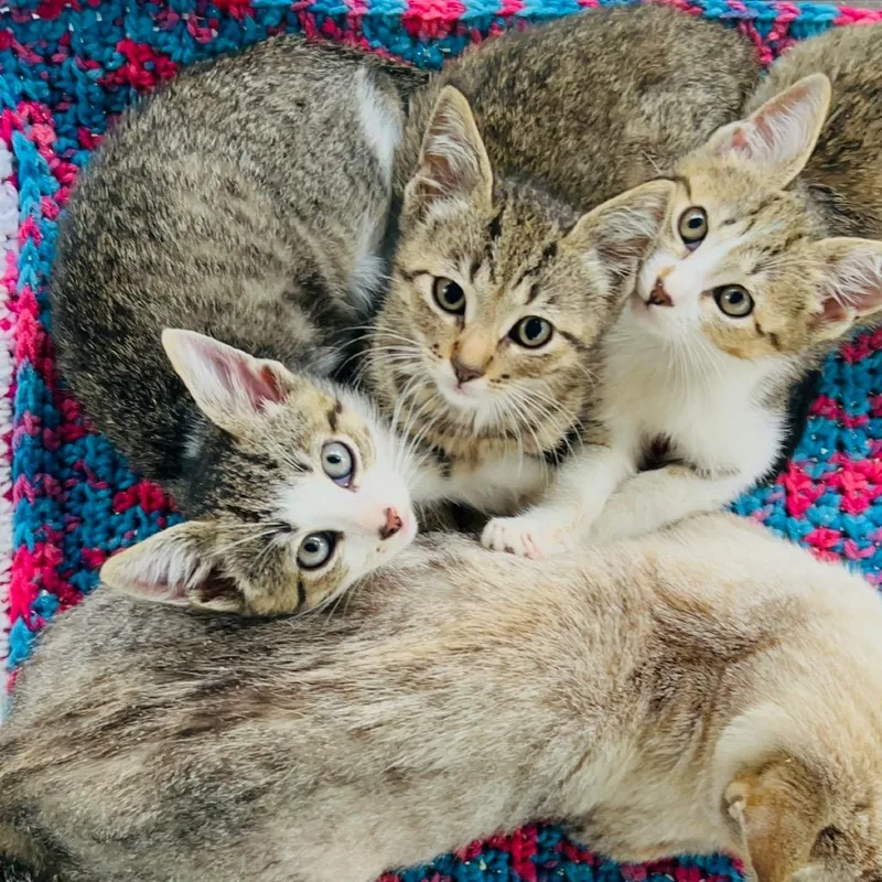 Cinnamon thumbnail 3