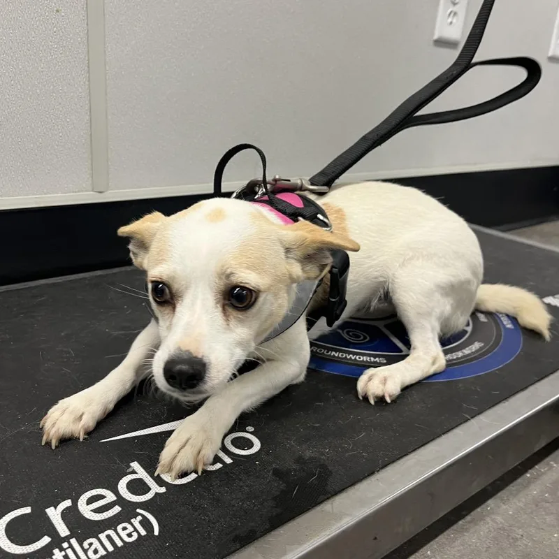 An adult small-sized female Yellow / Tan / Blond / Fawn Chihuahua dog named Zoey for adoption in Tampa, FL