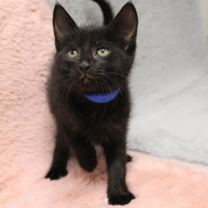 A baby small-sized male Black Domestic Short Hair cat named Leo for adoption in Auburn, AL