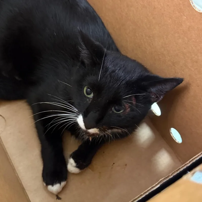 An adult medium-sized male Black Domestic Medium Hair cat named Elvis for adoption in Charleston, WV