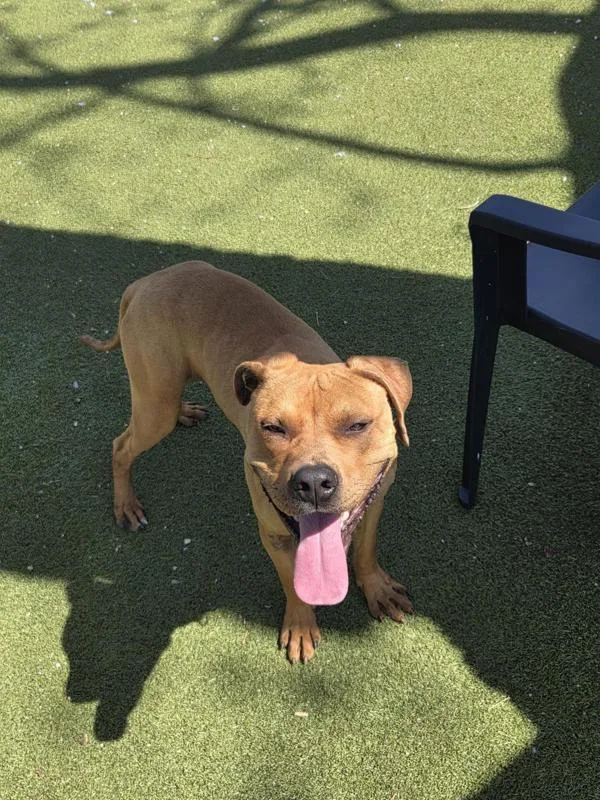 An adult medium-sized male Labrador Retriever dog named Humphrey for adoption in Austin, TX