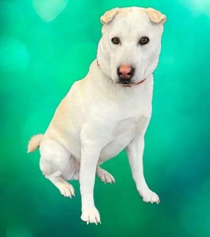 A young large-sized male Labrador Retriever dog named Chiny for adoption in Los Angeles, CA
