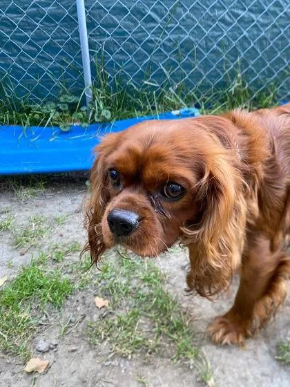 An adult small-sized male Cavalier King Charles Spaniel dog named Bently for adoption in Hobart, IN