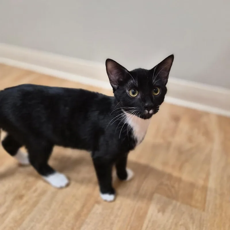 A baby medium-sized male Black Domestic Short Hair cat named Larry for adoption in Woodstock, IL