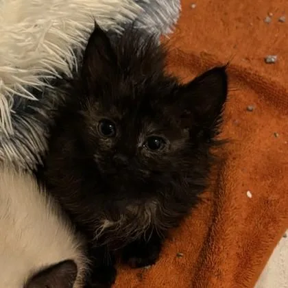 A baby medium-sized female Tortoiseshell Domestic Medium Hair cat named Mango for adoption in Phoenixville, PA