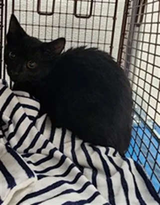 A baby small-sized male Domestic Short Hair cat named Jordan for adoption in Los Angeles, CA