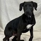 A young medium-sized male Black Retriever dog named Rj for adoption in Tampa, FL